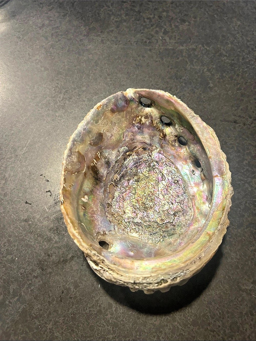 Iridescent Abalone Shell Decor - Picture 4 of 7
